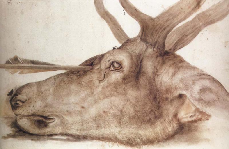 Albrecht Durer The Head of a stag Killed by an arrow Sweden oil painting art